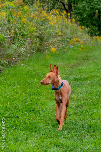 Young Cirneco Dell' Etna dog trotting down green path in meadow.  Dog is orange in color and appears to be enjoying his adventure. photo