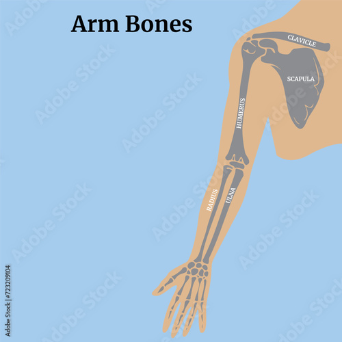 Anatomy of the bones of the arm and shoulder blade. Medical poster. Vector illustration
