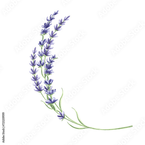 Fototapeta Naklejka Na Ścianę i Meble -  Lavender flowers bunch purple, watercolor illustration. Isolated hand drawn Provence floral bouquet. Botanical drawing template for card, printing packaging or tableware, textile, sticker, embroidery