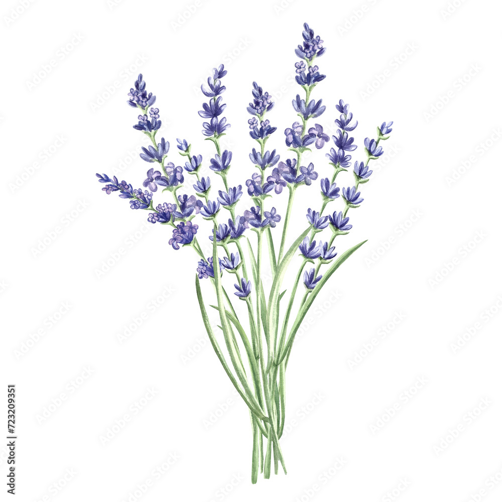 Naklejka premium Lavender flowers bunch purple, watercolor illustration. Isolated hand drawn Provence floral bouquet. Botanical drawing template for card, printing packaging or tableware, textile, sticker, embroidery
