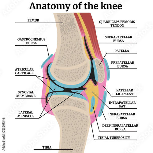 Anatomy of the human knee joint in cross section. Colorful medical poster with descriptions. Vector illustration