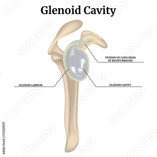 Glenoid cavity. Rendering of the clavicular joint. Vector medical illustration