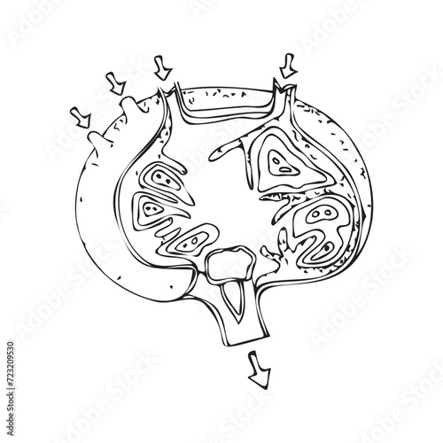 Linear drawing of a human lymph node. Medical vector illustration