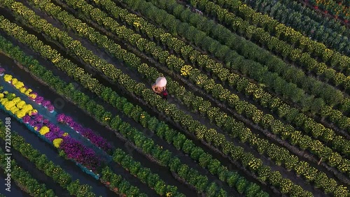Aerial view of My Phong flower garden in My Tho, Vietnam. It's famous in Mekong Delta, preparing transport flowers to the market for sale in Tet holiday. The gardens are tourist destination photo