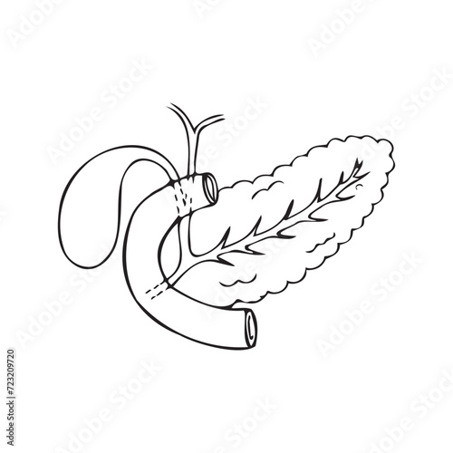 Linear drawing of the pancreas and duodenum. Gallbladder. Medical illustration