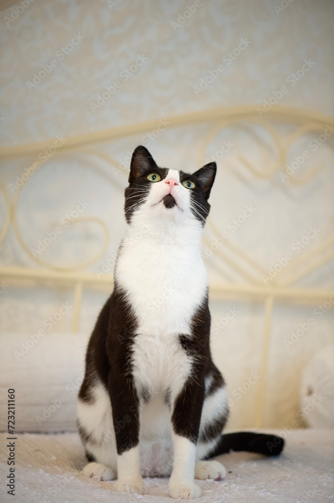 Porträt einer sitzenden schwarz-weißen Hauskatze