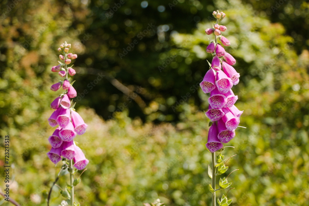 Obraz premium foxglove in the meadow