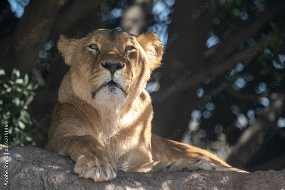 leona descansando bajo la sombra de un árbol leona descansando bajo la sombra de un árbol