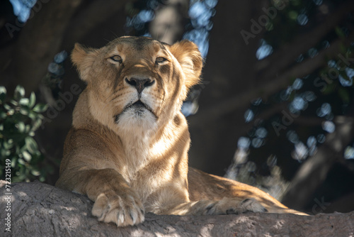 leona descansando bajo la sombra de un árbol