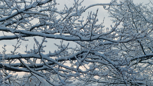 snow-covered tree branches in the forest and gray sky, view from below