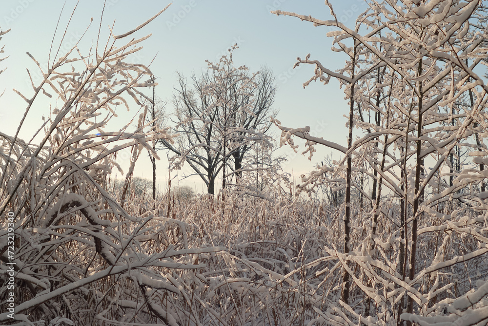 winter landscape, in the photo there is a forest in winter and a blue sky winter landscape, in the photo there is a forest in winter and a blue sky