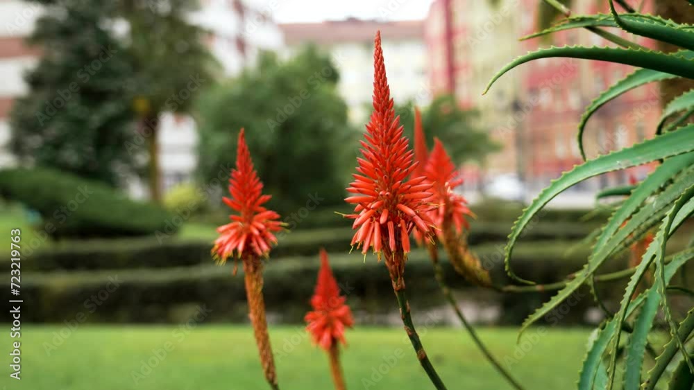 Aloe blooms in urban botanical garden. Beautiful red flowers close up Aloe blooms in urban botanical garden. Beautiful red flowers close up