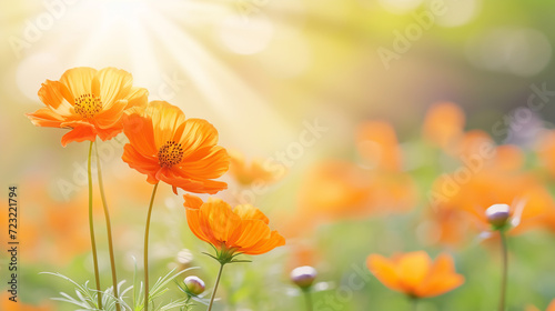Beautiful orange cosmos flowers in the rays of the setting sun in the meadow.