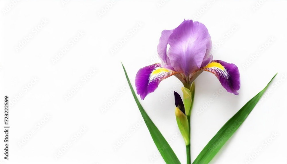 blooming iris flower isolated on white background summer spring flat lay top view love valentine s day