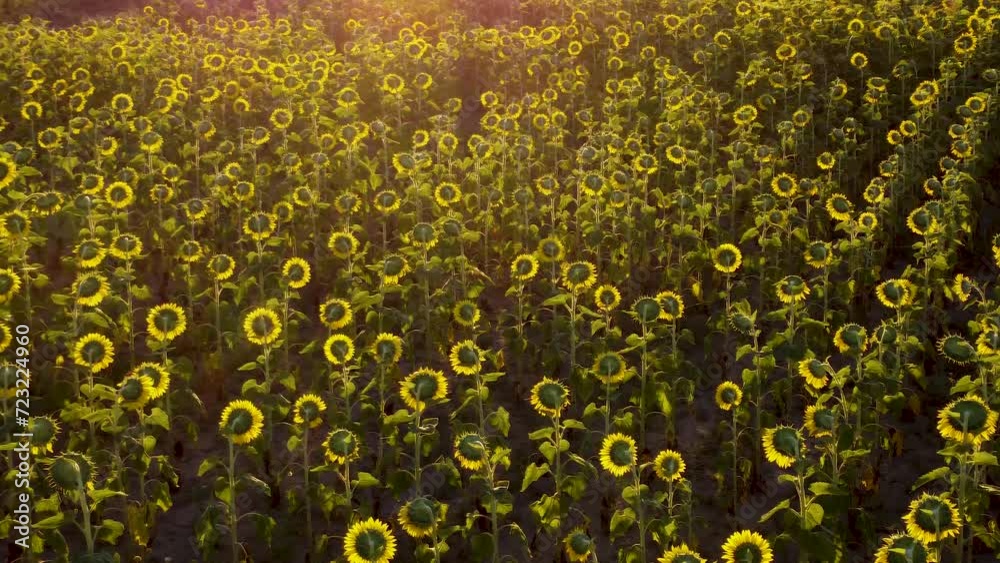 paneo con dron de un sembrado de girasoles al atardecer