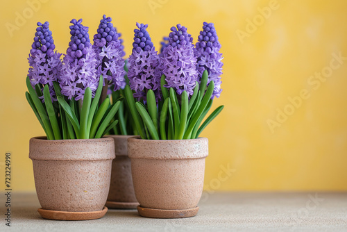 Ceramic pots with purple hyacinths on a table against a yellow background. Copy space.