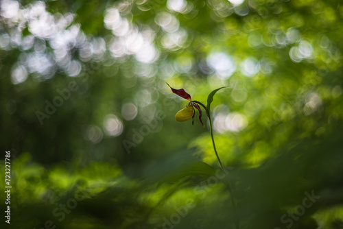 Slipper Orchid - Cypripedium calceolus beautiful yellow flower on a green background with nice bokeh. Wild foto.