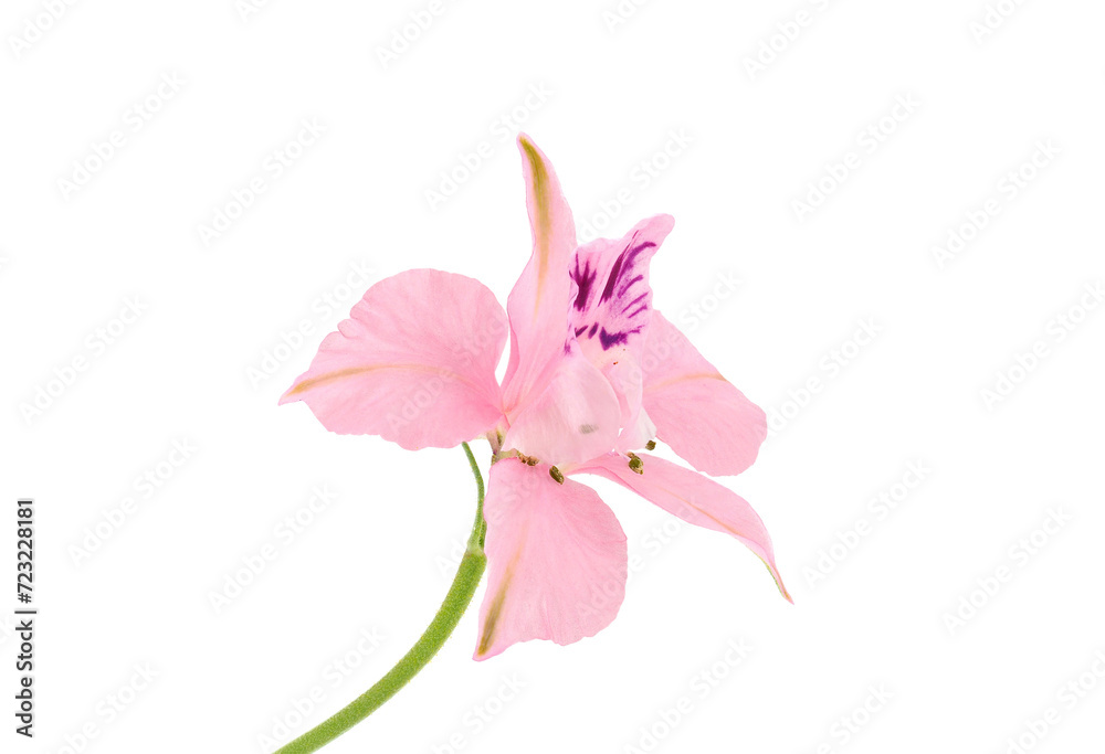 Oriental knight’s spur pink flower isolated on white background, Consolida orientalis Oriental knight’s spur pink flower isolated on white background, Consolida orientalis