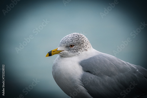 close up of a seagull (ID: 723228552)