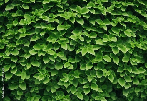 Small green leaves in hedge wall texture background Closeup green hedge plant in garden Eco evergree