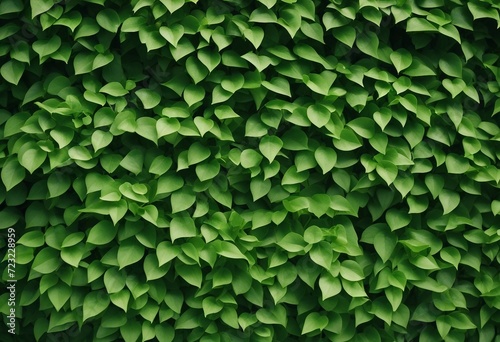Small green leaves in hedge wall texture background Closeup green hedge plant in garden Eco evergree
