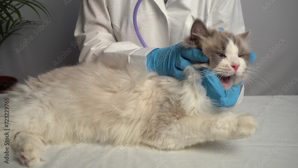 A cat being examined by a doctor, medical examination of a white cat. A cat being examined by a doctor, medical examination of a white cat.