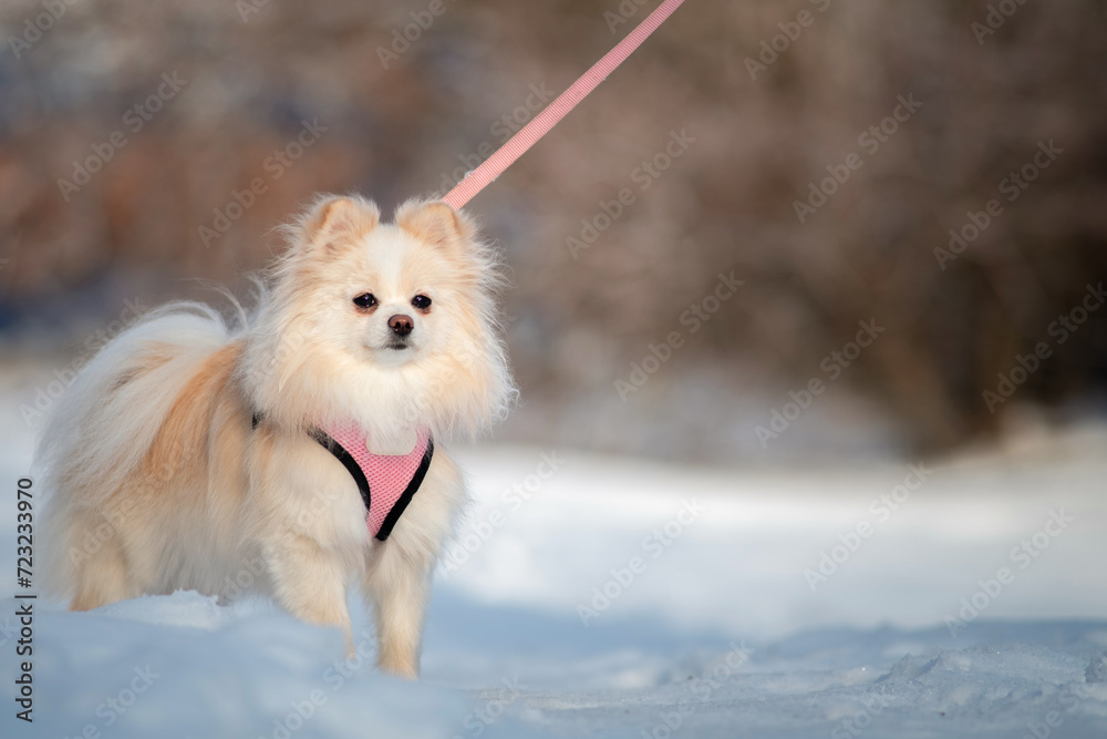 Portrait of a beautiful purebred spitz on a walk in the snow.