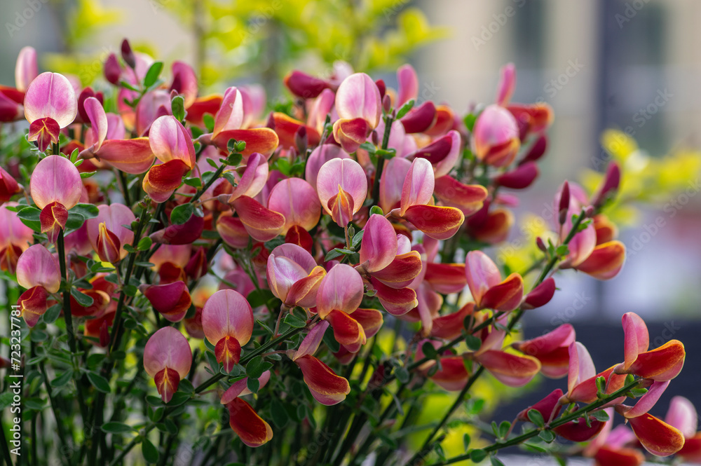 Obraz premium Cytisus scoparius scotch broom ornamental flowers in bloom, purple pink bright color flowering plant