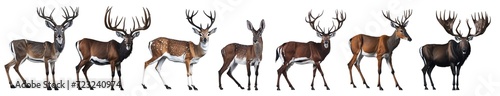Close up of different breeds deer's set isolated on transparent background. Generative AI