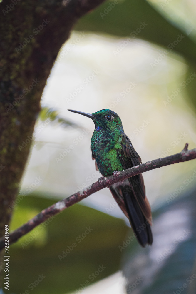 Green hummingbird perched on a branch
