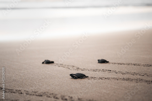 Baby green turtles journeying to the sea