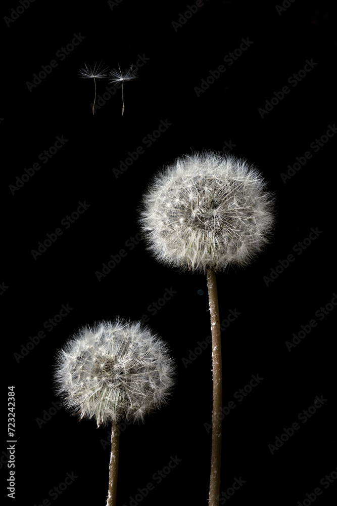 Two dandelions with seeds dispersing against a dark background Two dandelions with seeds dispersing against a dark background