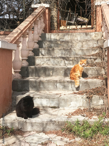 Black and ginger cats on the old staircase of an abandoned house © Lavesant