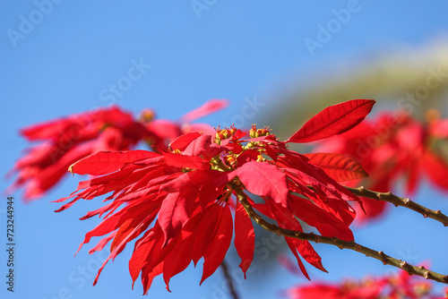 The poinsettia (Euphorbia pulcherrima) is a commercially important flowering plant species of the diverse spurge family Euphorbiaceae.