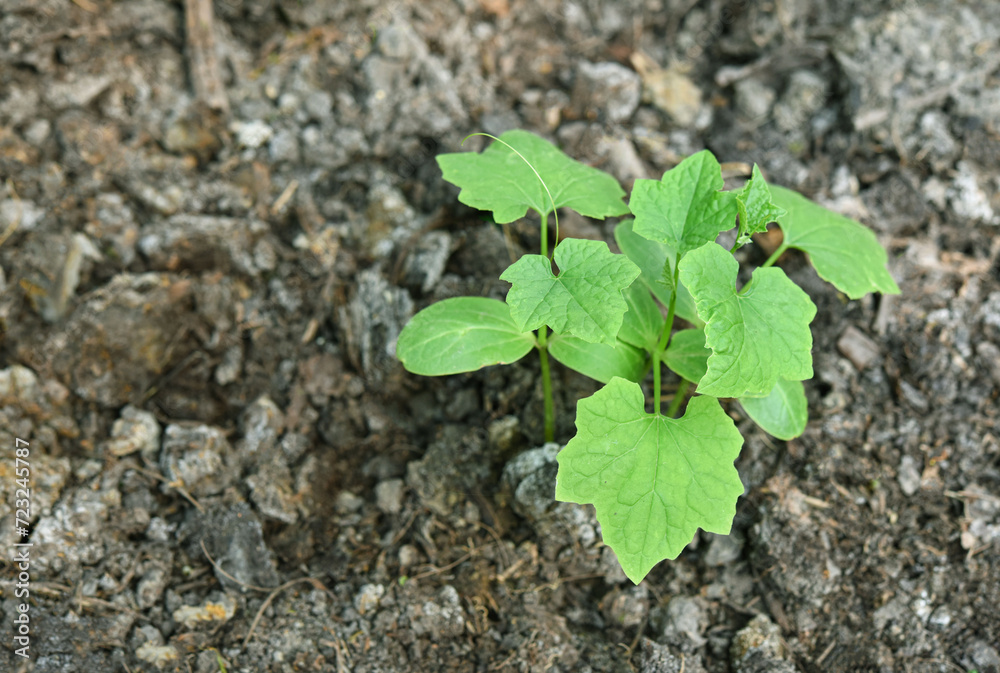 young gourd trees are growing in the plantation . newborn gourd trees in the garden . Organic gourd. young zucchini plants young gourd trees are growing in the plantation . newborn gourd trees in the garden . Organic gourd. young zucchini plants