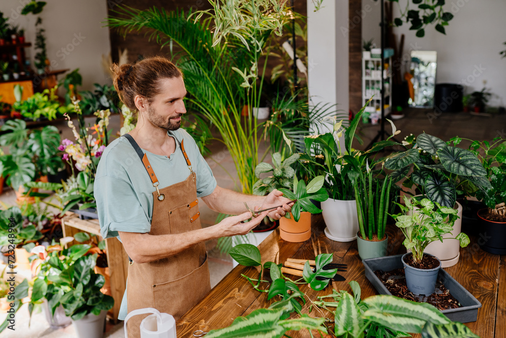 Positive young male gardener wearing apron takes care of indoor plant, Positive young male gardener wearing apron takes care of indoor plant,