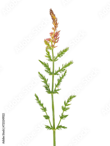 Caraway plant isolated on white background, Carum carvi