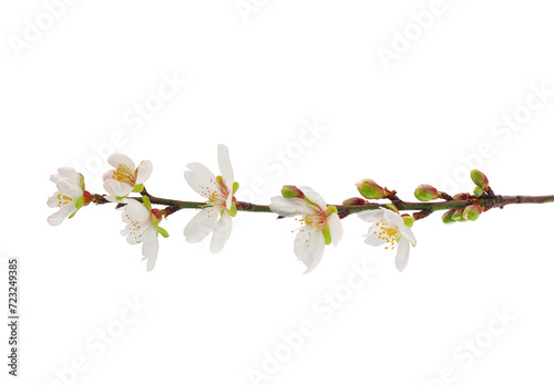 Blossoming almond tree branch isolated on white background, Prunus amygdalus