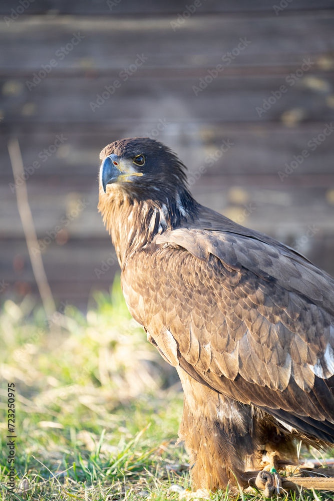 Obraz premium Falke 2