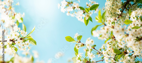 Spring banner, branches of blossoming cherry against background of blue sky, nature outdoors. sakura flowers, dreamy romantic image spring, landscape panorama, copy space.