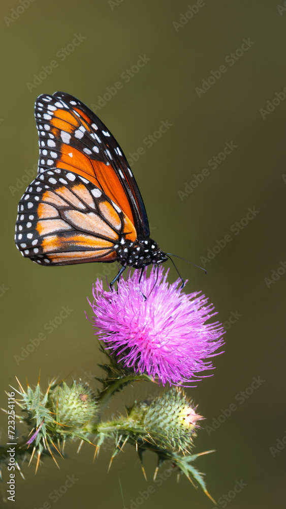 Obraz premium Danaus erippus