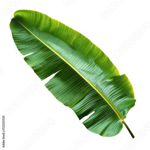 banana leaf green, isolated on transparent background