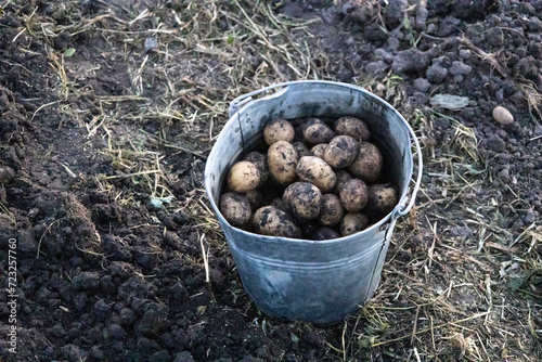 Freshly dug organic potatoes of new harvest at the potatoes plantation. Potatoes freshly harvested in a bucket