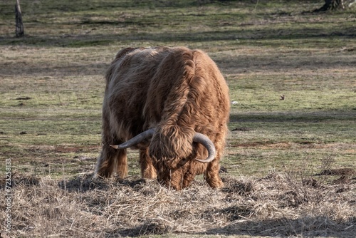 brown highland cattle grazing in the winter sun