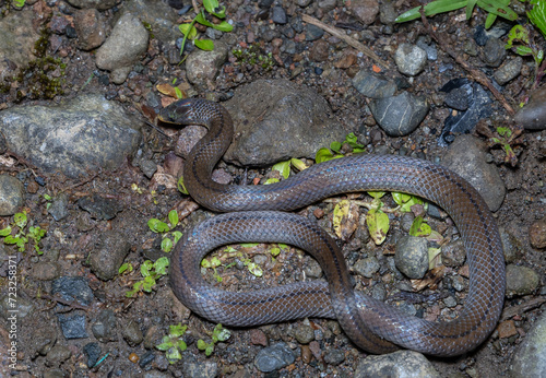 Serpiente Colombia photo