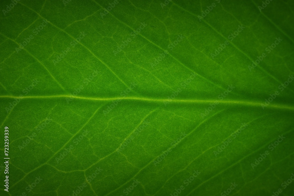 Macro shot of a little leaf produced in studio environment - obrazy, fototapety, plakaty 