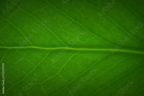 Macro shot of a little leaf produced in studio environment
