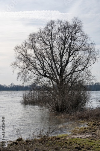 trees on the flooded riverbank in the backlight © Ulrich
