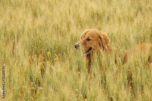 golden retriever in the grass