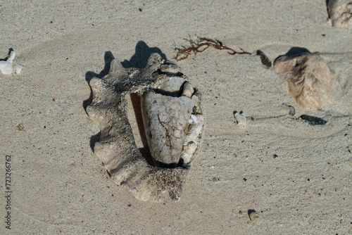 Skeleton of a big grey shell and other relicts of marine life are washed ashore on a beach.